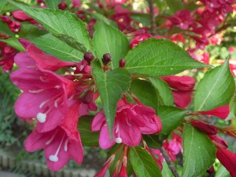 ベニウツギが美しい 足元には黄色のこれ何の花 蕗の煮物 静かな時が流れる 風の庭 楽天ブログ