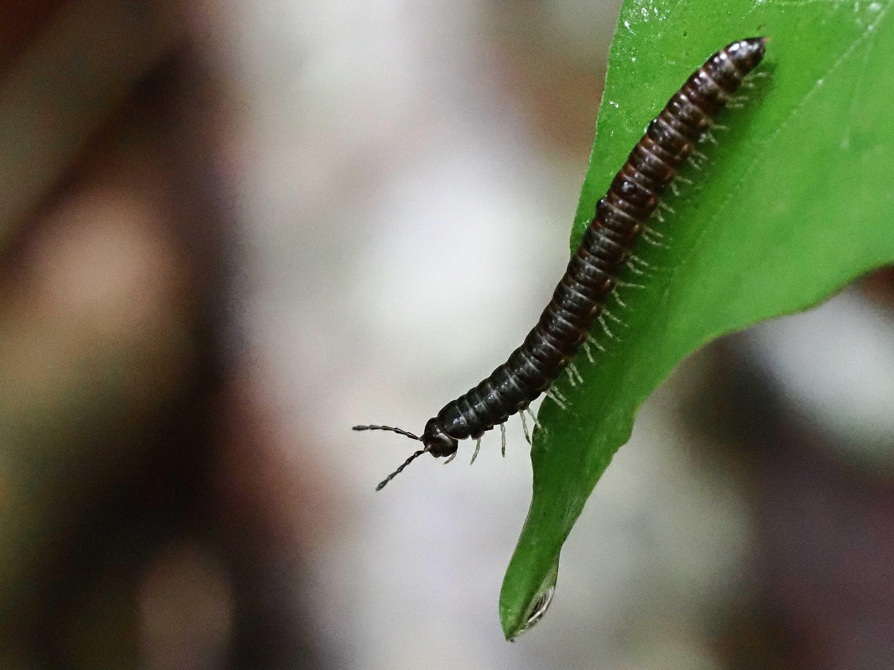 クモ類 多足類 の記事一覧 花鳥風枝 楽天ブログ