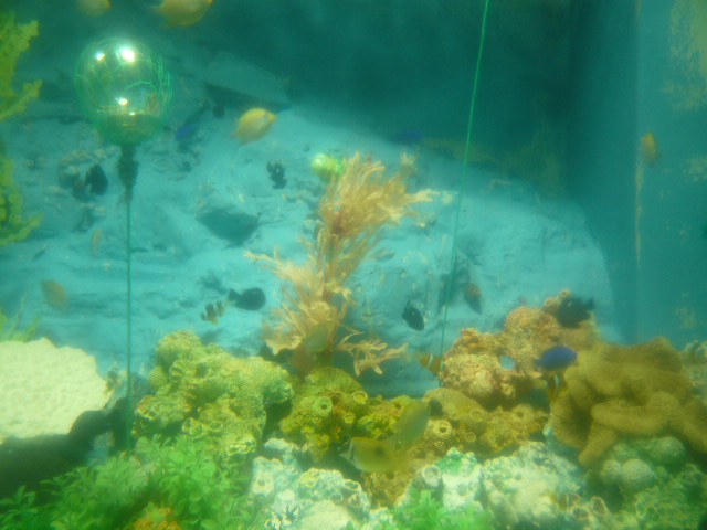 小魚