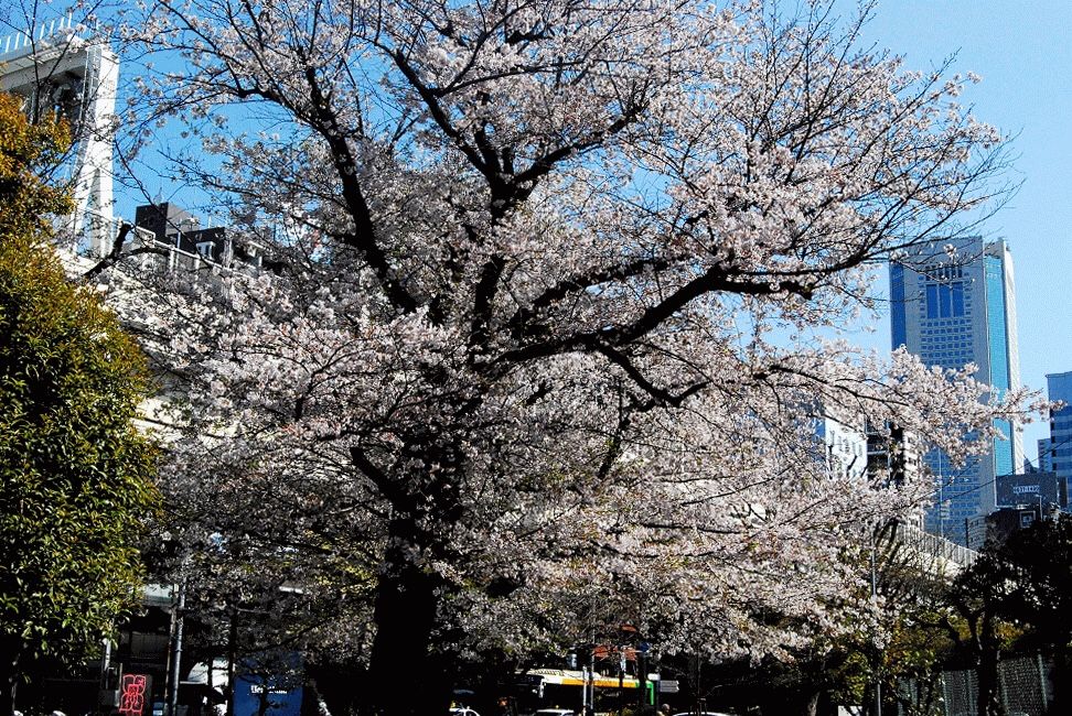 徒然日記 野に咲く花のように みゃあみゃあのトーク トーク 楽天ブログ