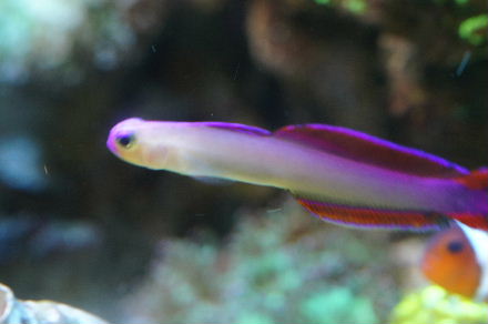 2015_0106魚ﾀﾝｸﾒｲﾄ0012.JPG