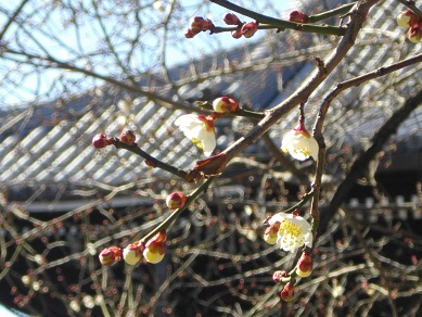 興正寺