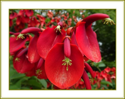 園芸 の記事一覧 花の歳時記 天南星の魅力 山野草 楽天ブログ