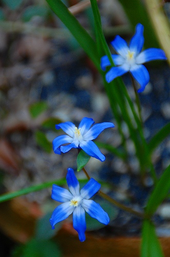 みずいろの花