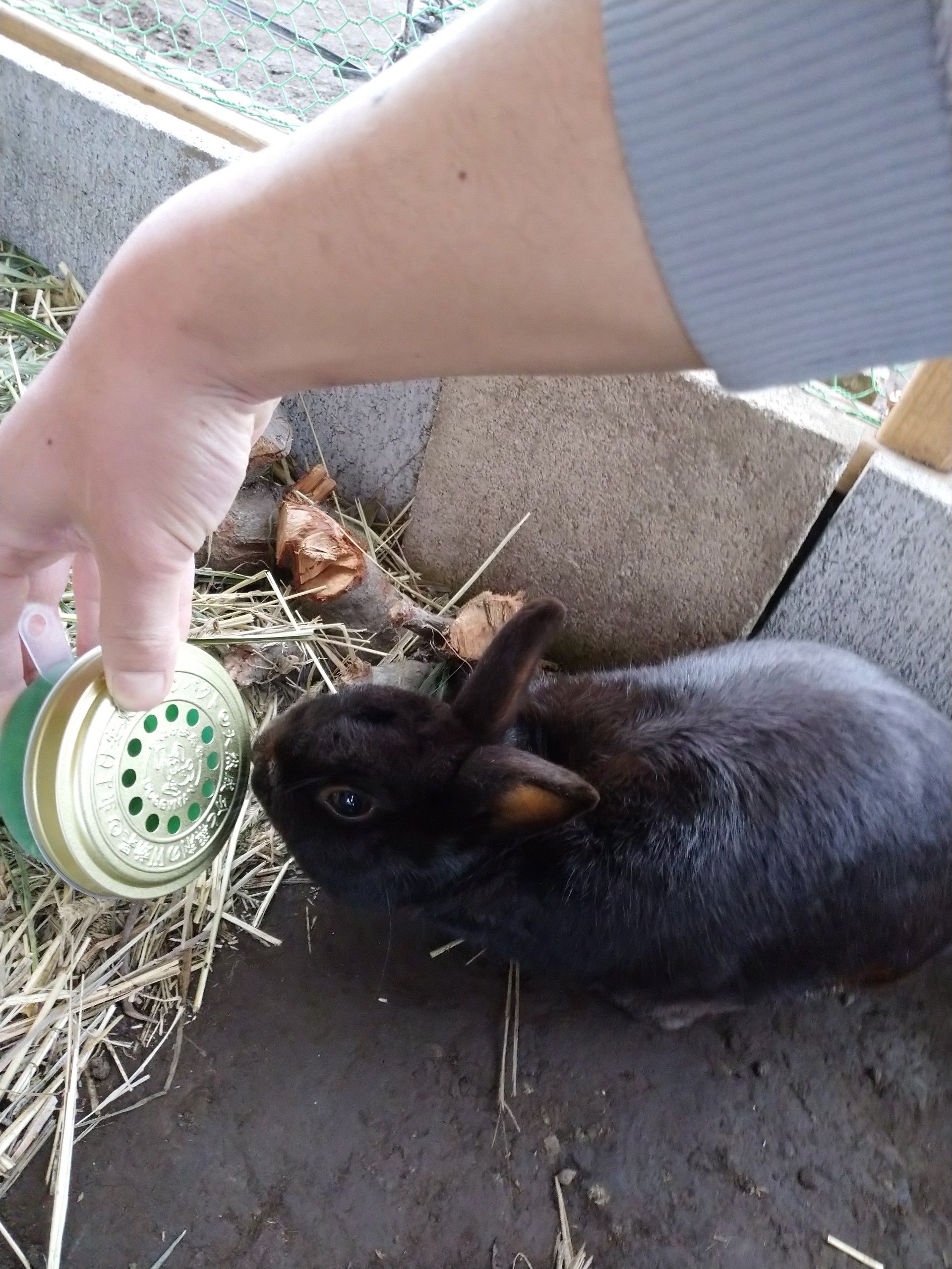 うさ日記 虫対策 うさぎの屋外飼育 ペット達と時々日記 楽天ブログ