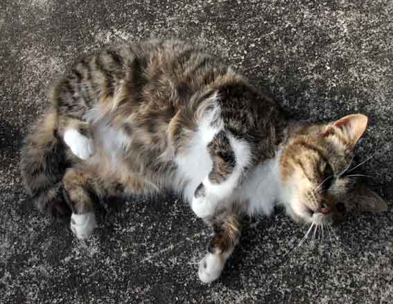 我が家のニャンコ♪2013/1/21-3