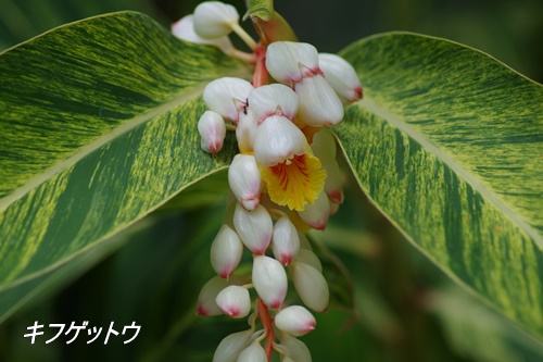 フラワーセンター大船植物園にて