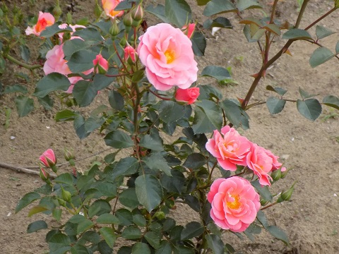 DSCN3598.JPG