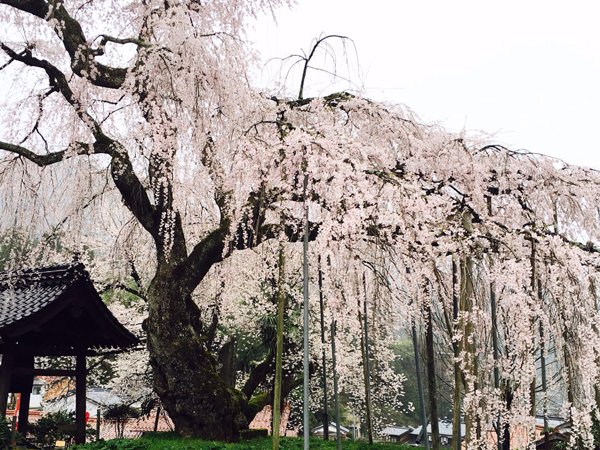 泰雲寺の桜