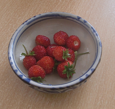 ワイルドストロベリー ちっこい奥さんのお庭ブログ 楽天ブログ