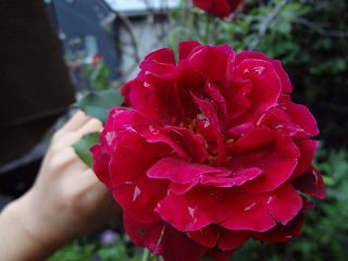 DSC01546.jpg