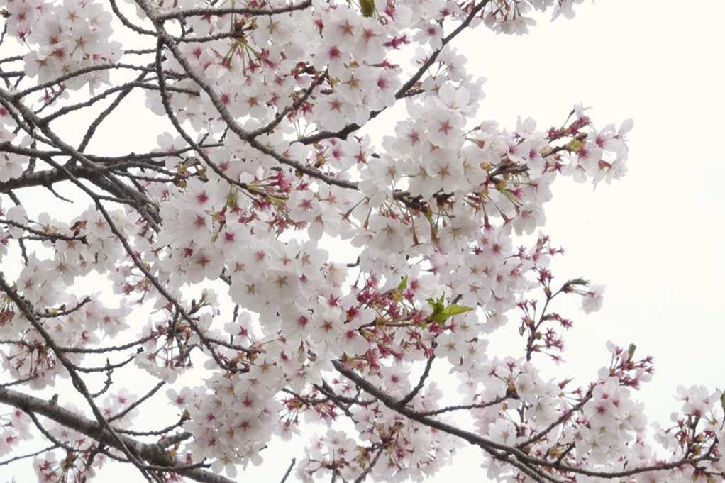 515