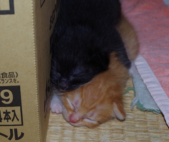 IMGP0531.JPG