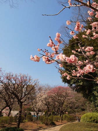 umeume