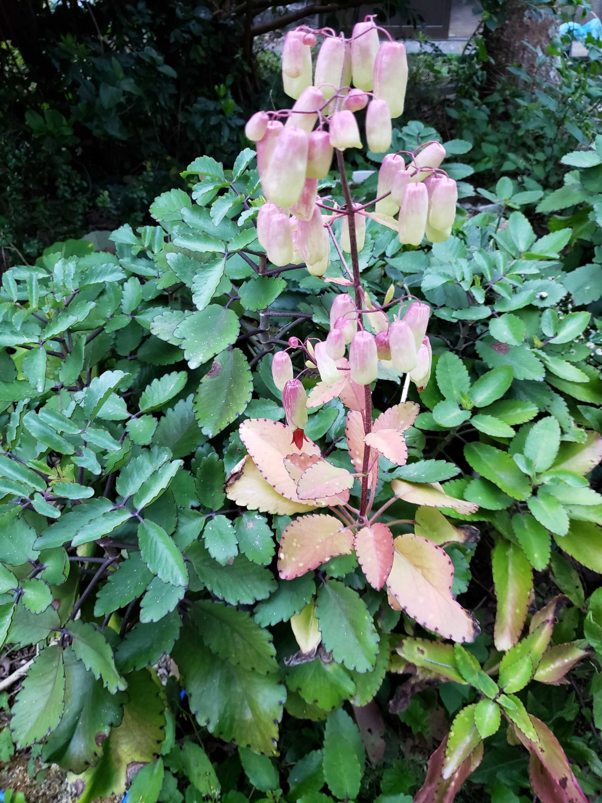 Goodluck Leaf 幸運の葉 マザーリーフ とりあえず一歩踏み出した 楽天ブログ