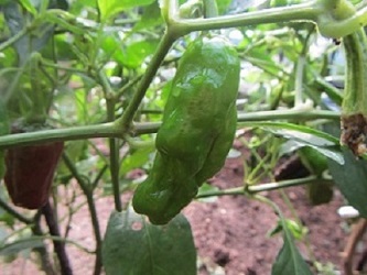 野菜３シシトウ.jpg