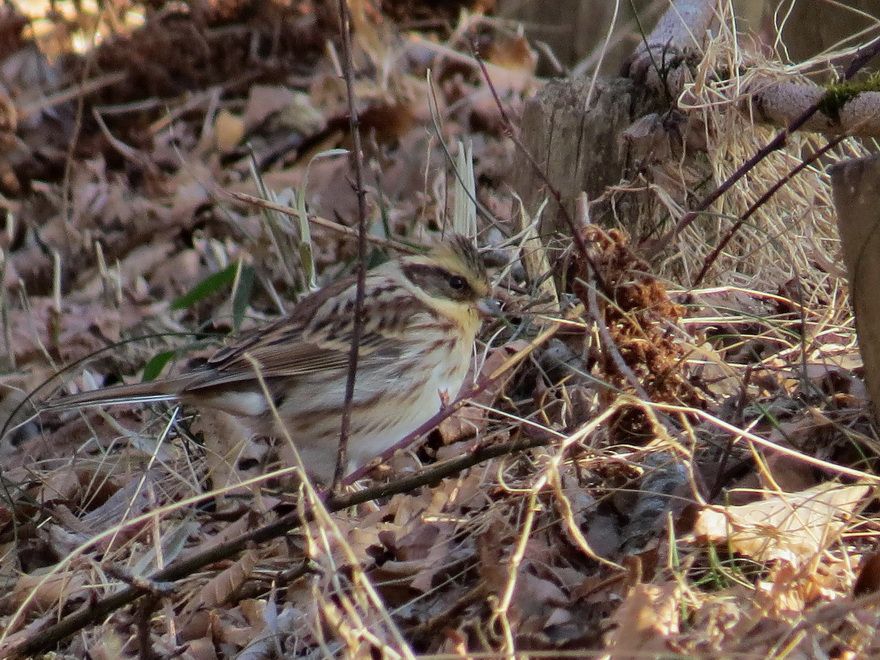 筑波山でミヤマホオジロ カヤクグリと出会う 花鳥いろいろ 四季の野鳥たちとの出会い のブログ 楽天ブログ