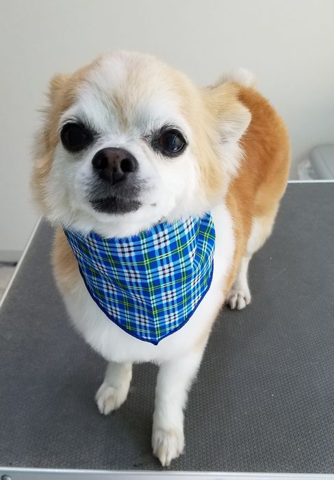 チワワのげんちゃん グリンピア動物病院 トリミング日誌 楽天ブログ