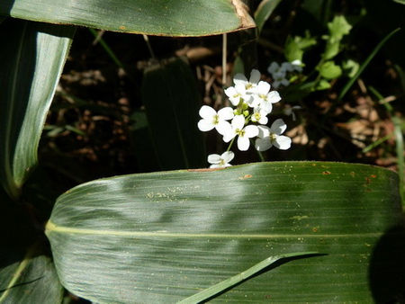 十種ケ峰の花-08.jpg