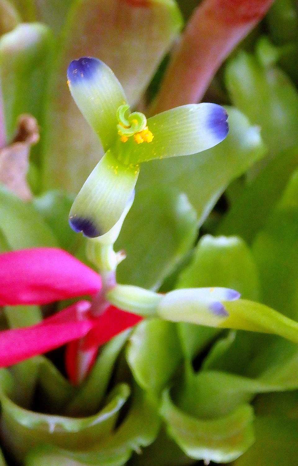 温室の珍しい花 その2 アナナスの仲間 チャイニーズハット 月桃の実 ほか 半田山植物園 楽天版じぶん更新日記 楽天ブログ