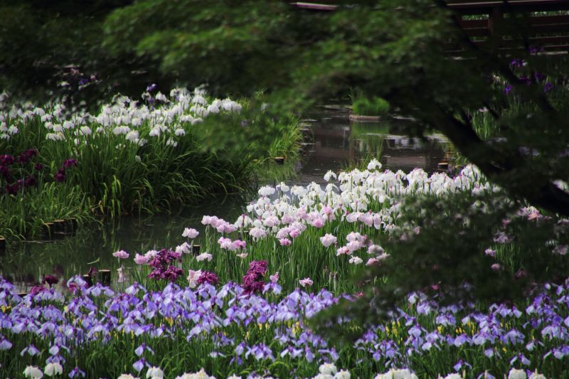 菖蒲園_004.jpg