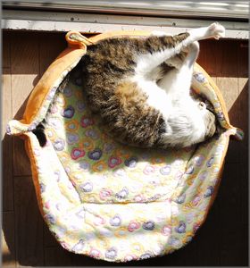 キュキュッと