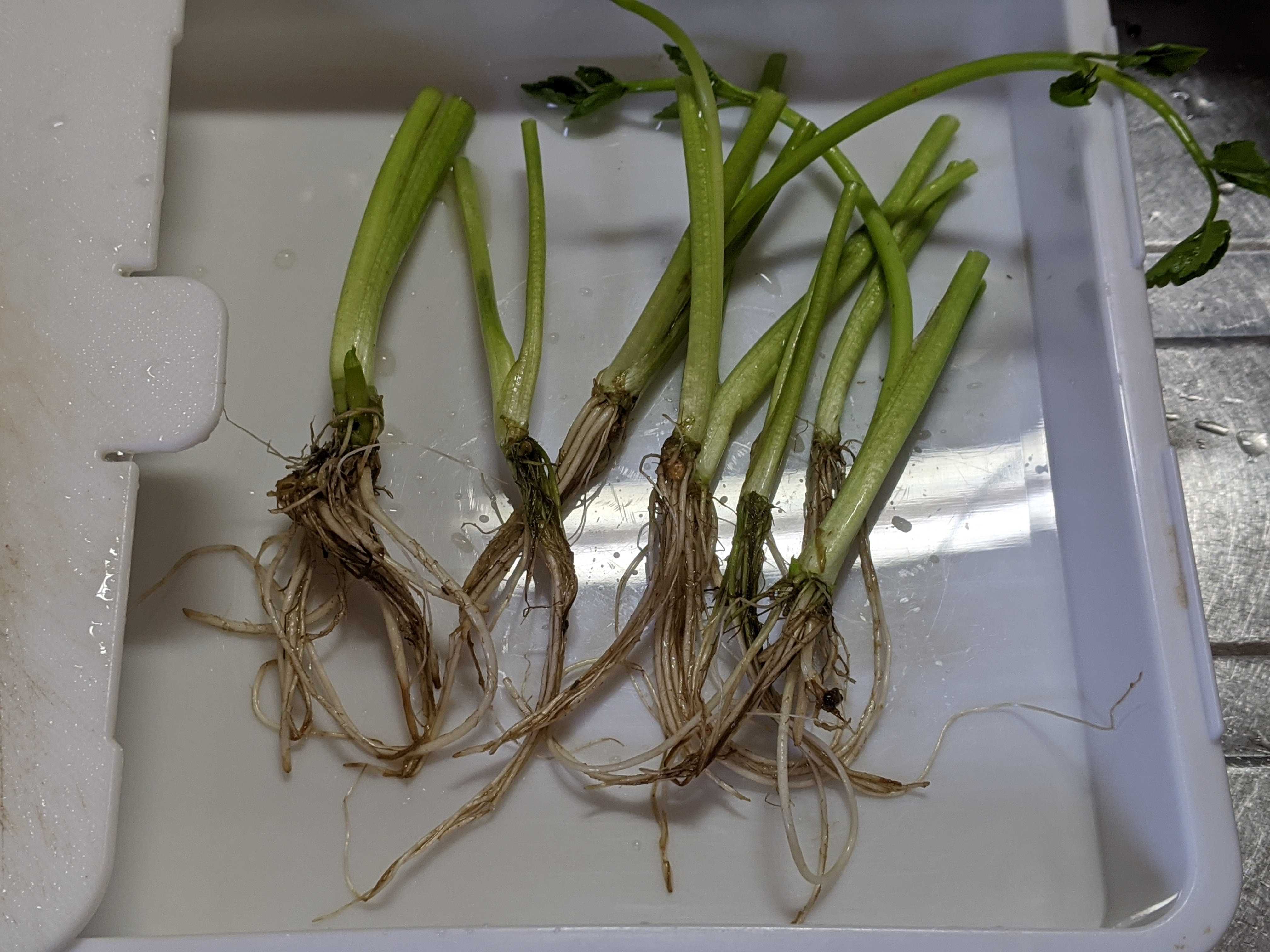 セリの栽培開始｜水耕栽培 | ぐり～んおあしす (Oniwa cafe) - 楽天ブログ