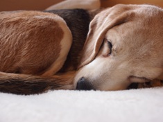 愛犬の写真 (9)