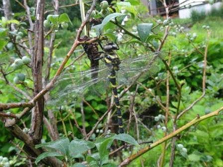 オニヤンマー２