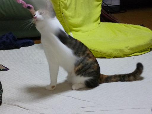 画像 2675.jpg