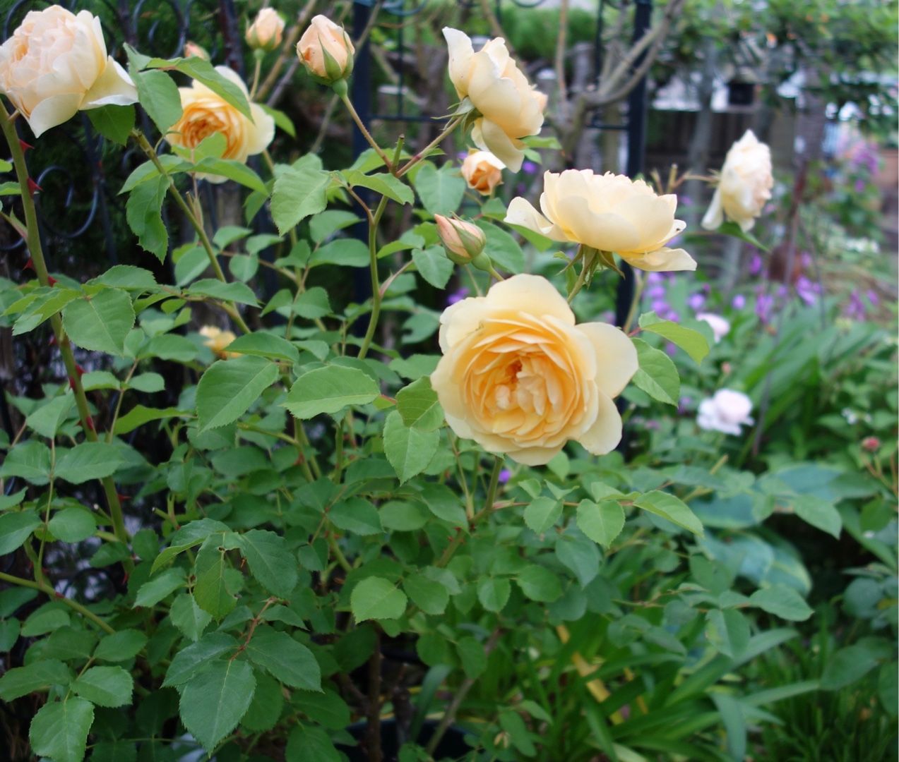 サマースノーから咲いた野ばら Papuchi Home 楽天ブログ