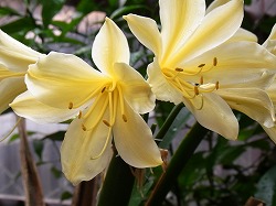 キイロクンシラン