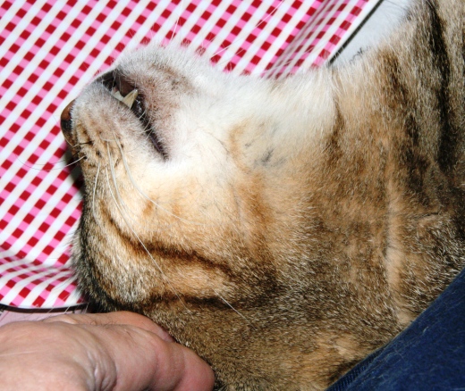 20151208ﾙﾅ03.jpg