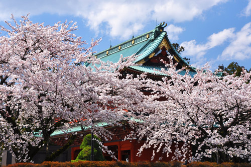 桜１