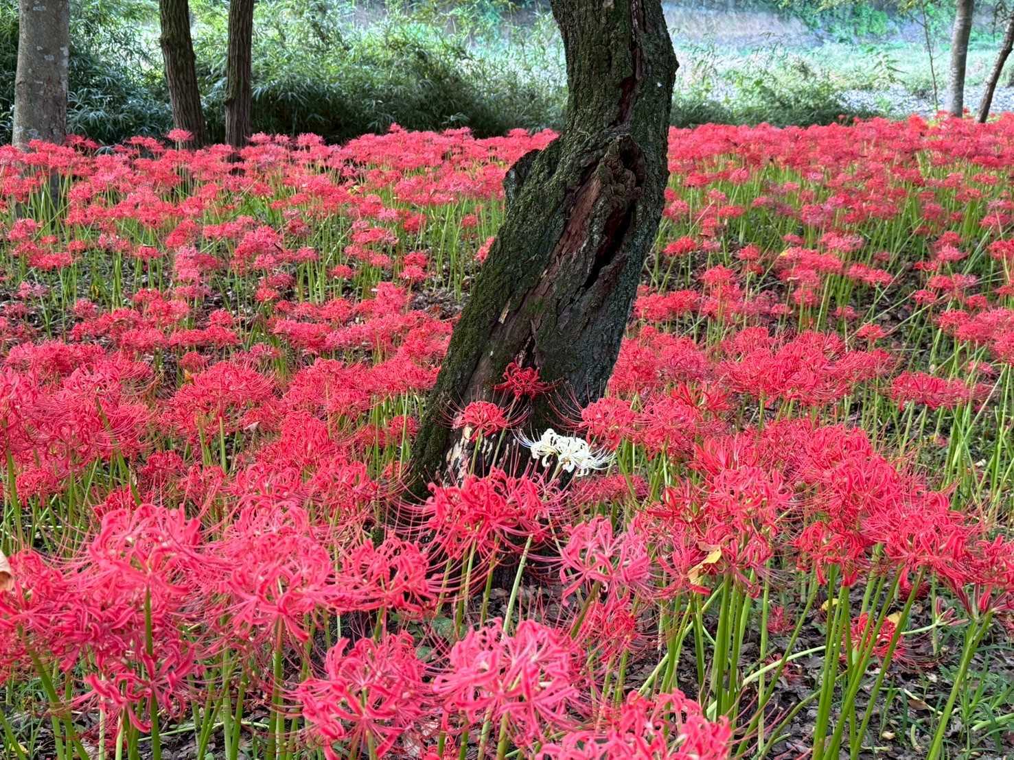 醍醐山（だいごやま）と下部（しもべ）温泉