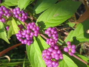 伊豆四季の花公園