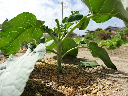 植えて2週間目のブロッコリー.JPG