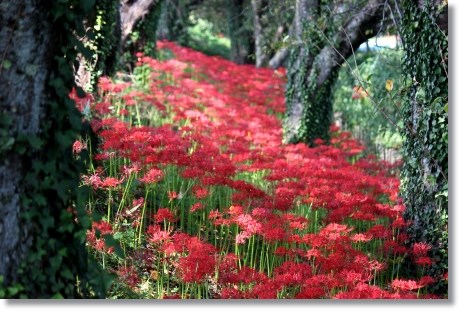 動橋川-8 ヒガンバナ-8 13.9.24