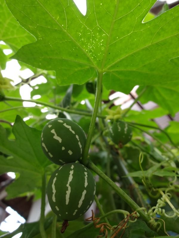 rblog-20150904101502-01.jpg