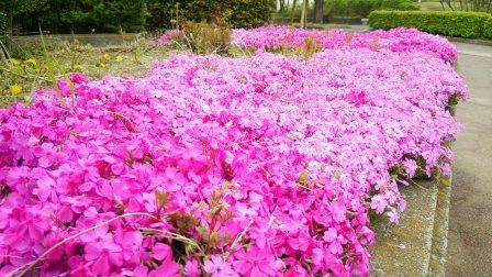 芝桜.jpg