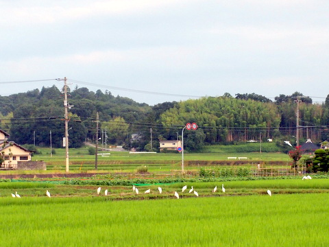 田んぼのシラサギ類