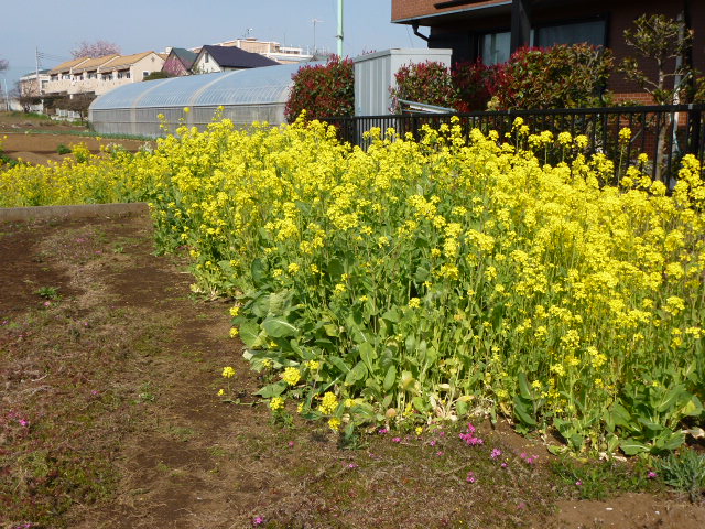 42 菜の花