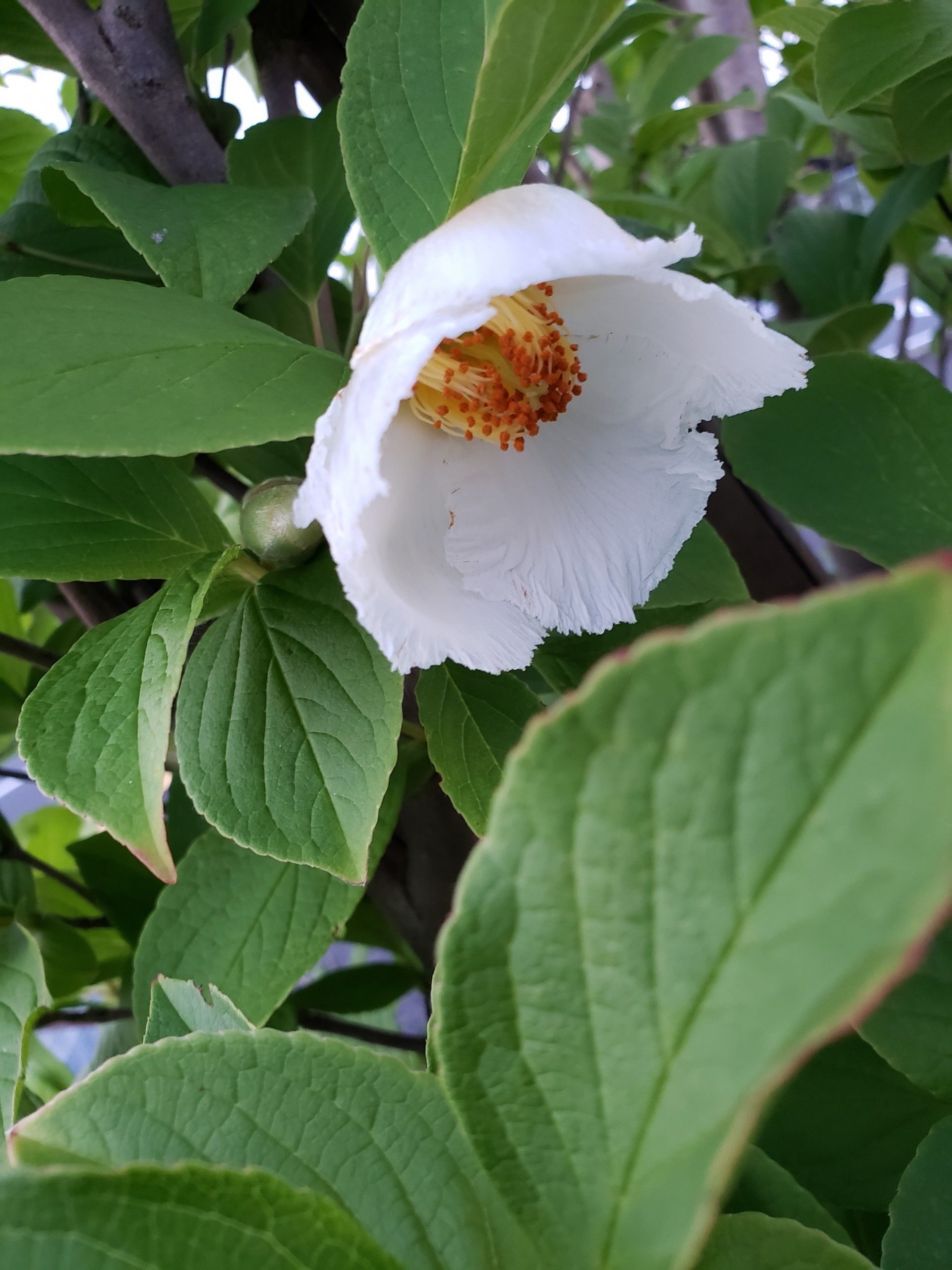 ウォーキングで出会った花 ナツツバキ Himekyonの部屋 楽天ブログ