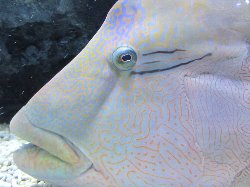すみだ水族館　ナポレオンフィッシュ