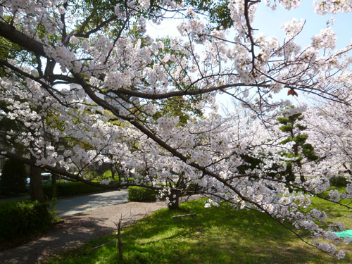 桜７.jpg