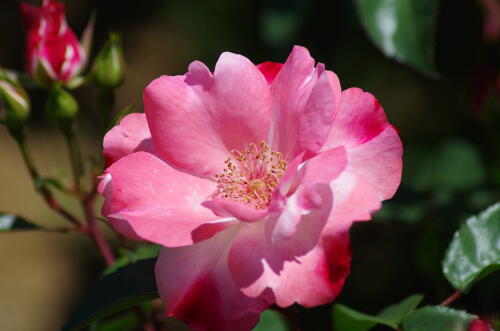 谷津バラ園のバラの花