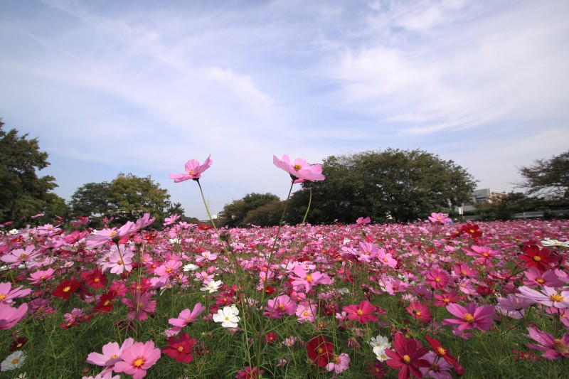 武庫川コスモス園_002.jpg