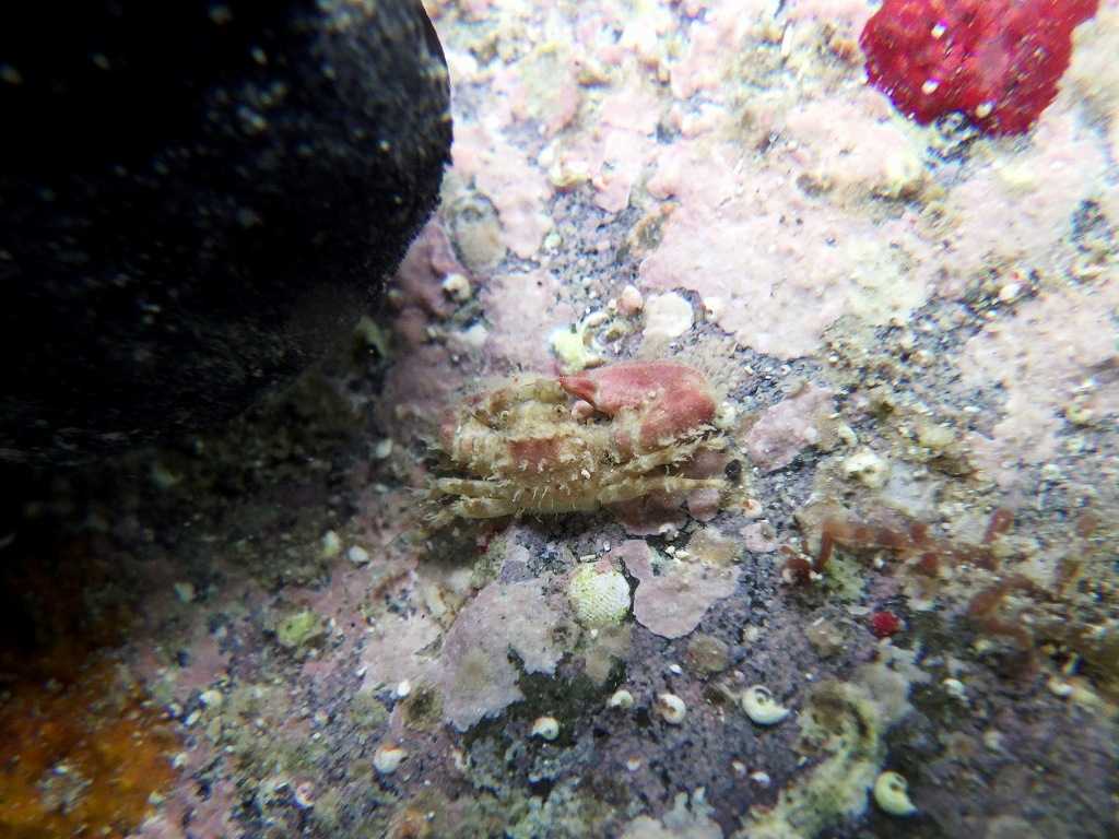 串本磯採集2023年7月上旬50　ネジレカニダマシ（Pisidia dispar）