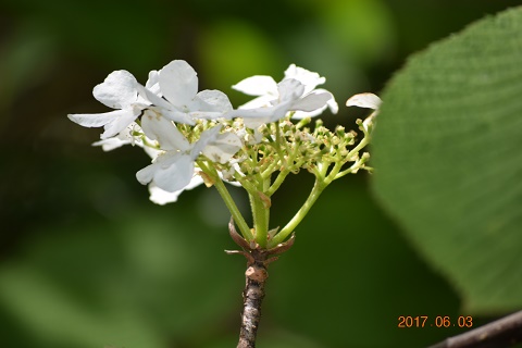 DSC_0060.jpg