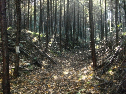 徳次郎城二の丸空堀 (500x375).jpg